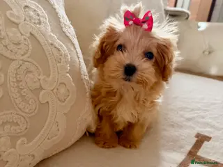 Maltipoo dogs F1 toy 🧸 Maltipoo puppies - Advert 5