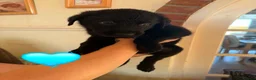 Sheprador dogs for sale: German Shepherd x Labrador pups - Advert 11