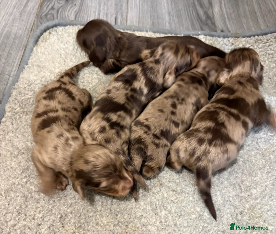 Miniature Dachshund dogs for sale: Beautiful long hair miniature dachshund pups - Advert 1