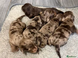 Miniature Dachshund dogs Beautiful long hair miniature dachshund pups - Advert 5