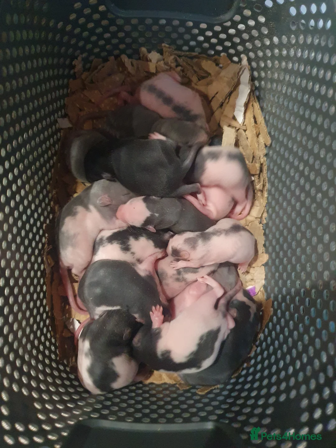 Rat rodents for sale: WAITLIST OPEN - Advert 1