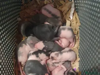 Rat rodents 17 babies available soon! Wait list open - Advert 11