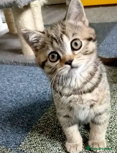 British Shorthair cats British Shorthair - Advert 10