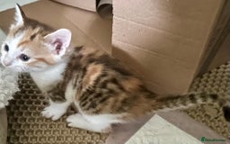 Mixed Breed cats for sale: 2 beautiful kittens for sale - Advert 2