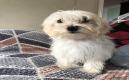 Maltipoo dogs for sale: maltipoo puppies for sale  - Image 3
