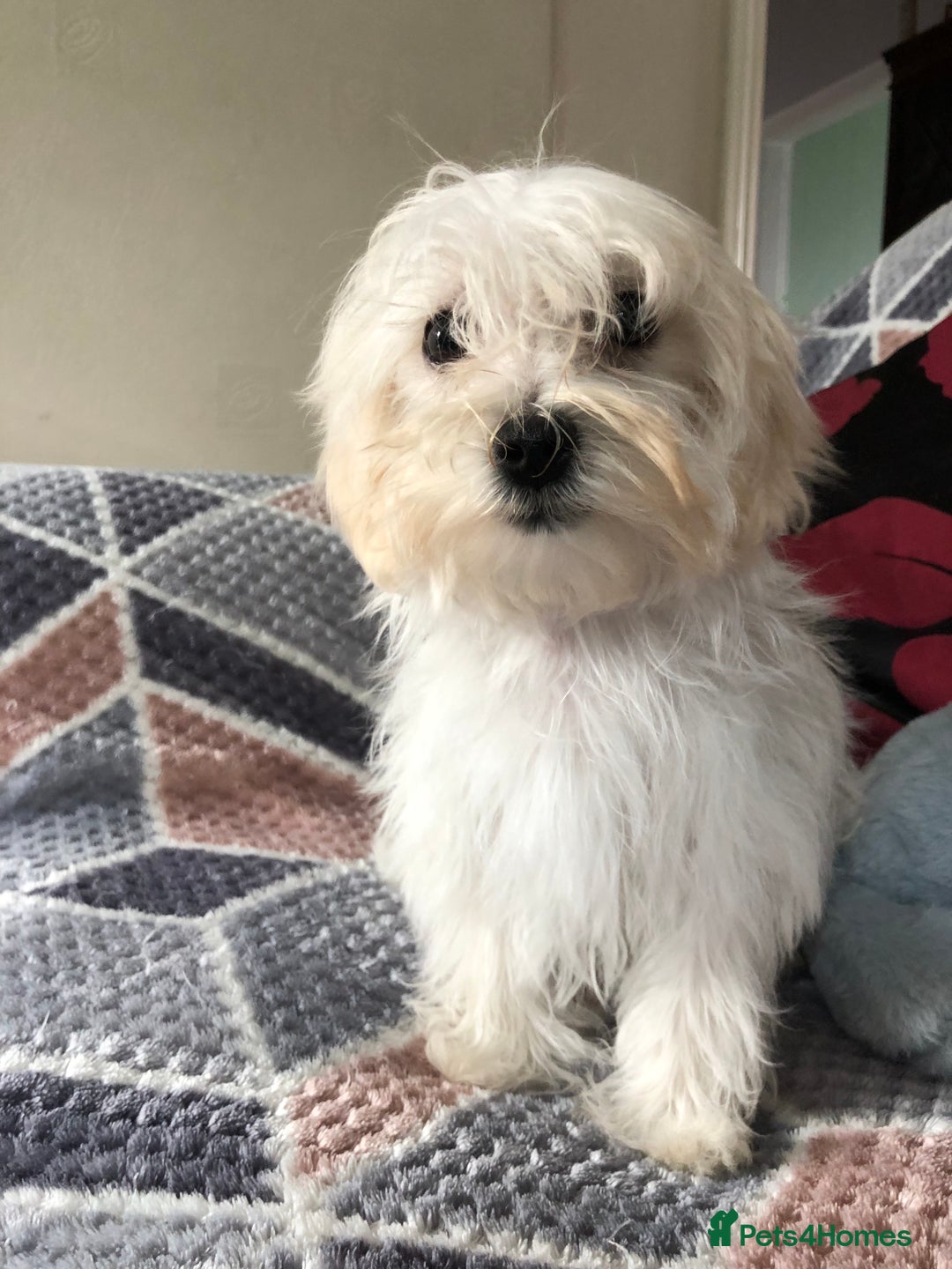 Maltipoo dogs for sale: maltipoo puppies for sale  - Image 3