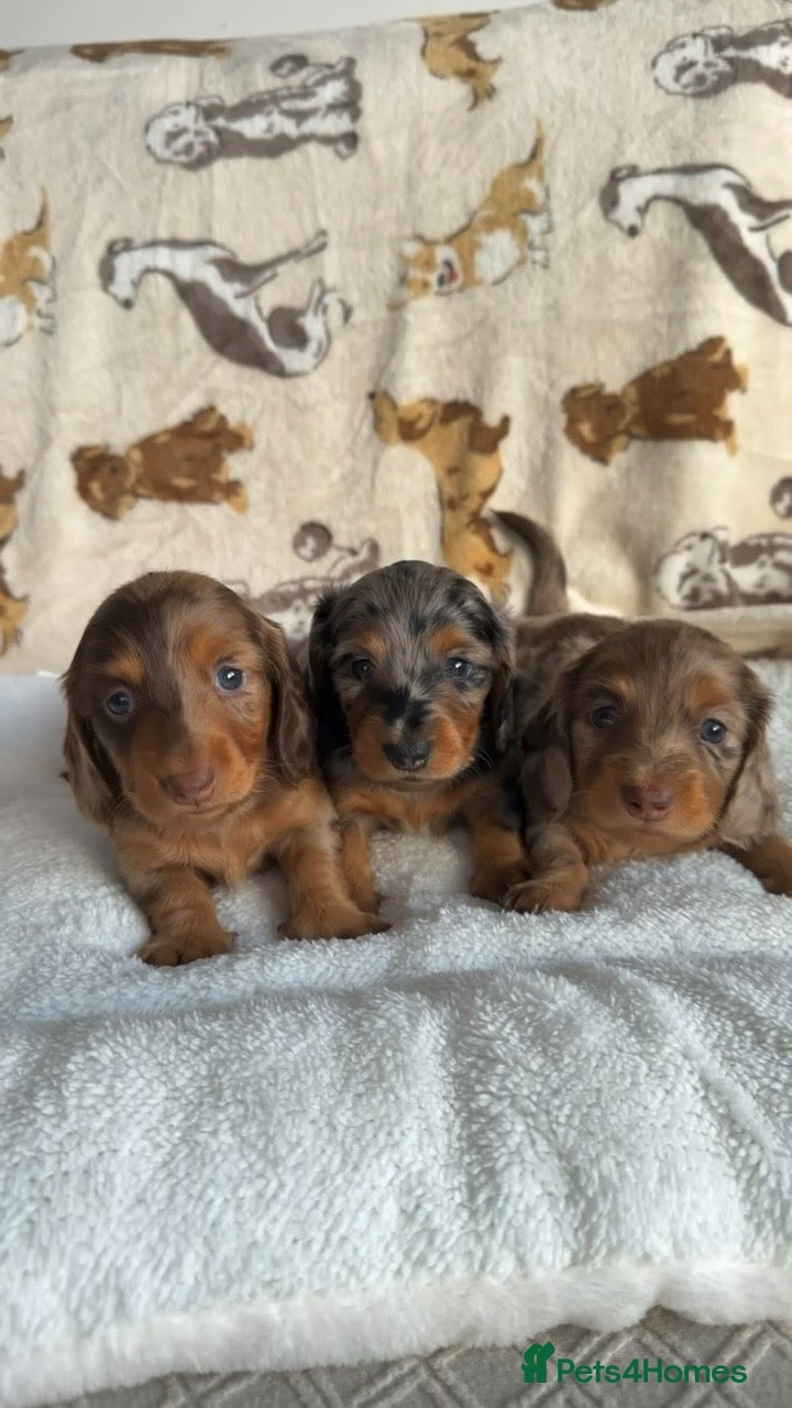 Miniature Dachshund dogs for sale: KC Reg Long Haired Dapple Mini Dachshunds - Advert 4