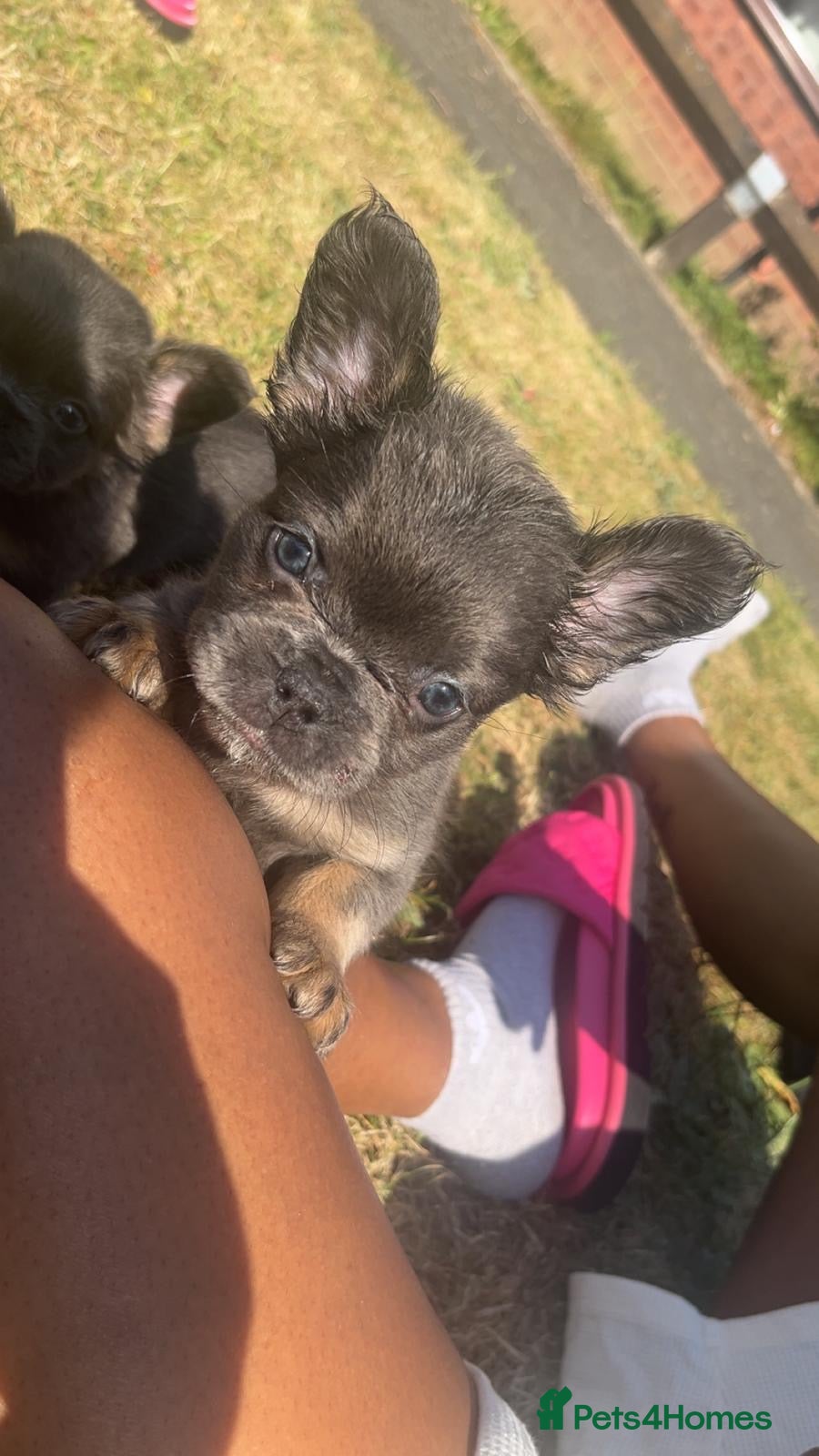 French Bulldog dogs for sale: French bulldogs for sale  - Advert 24