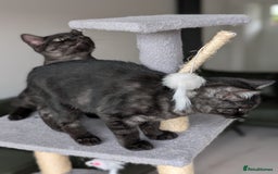 Selkirk Rex cats for sale: 😻 Stunning Selkirk Rex Mix Kittens 😻 - Image 14