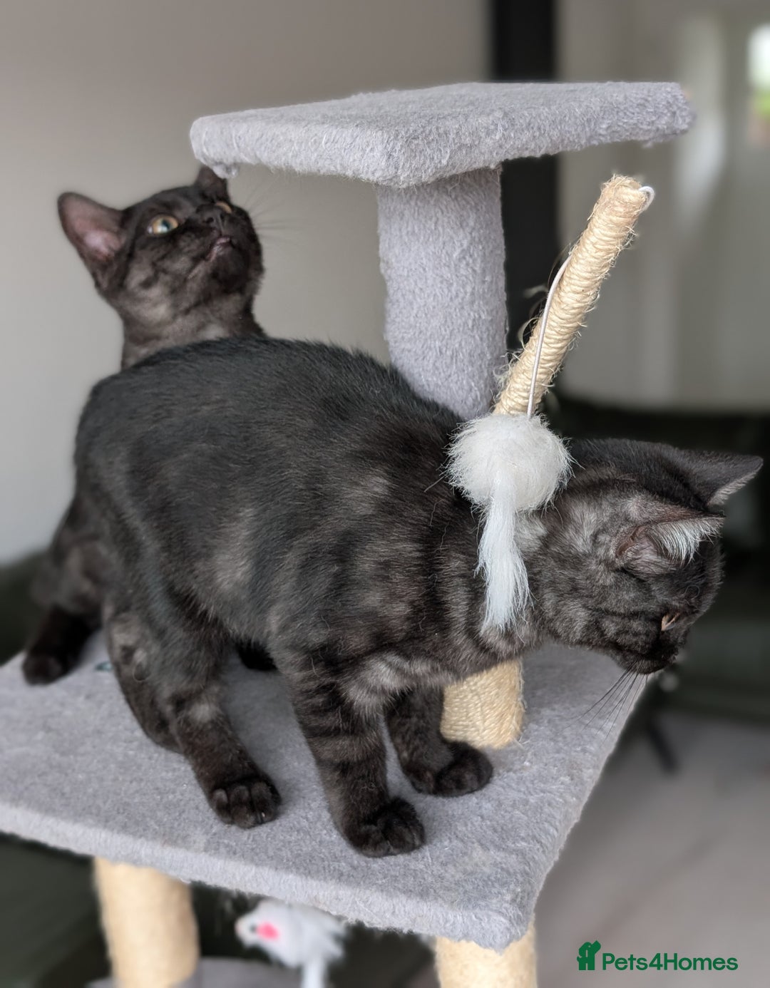 Selkirk Rex cats for sale: 😻 Stunning Selkirk Rex Mix Kittens 😻 - Image 14