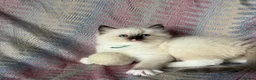 Ragdoll cats for sale: Ragdoll kittens looking for their forever home 💗 - Advert 11