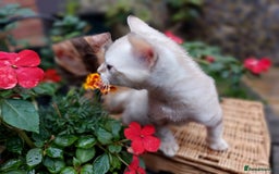 Bengal cats for sale: Stunning pure Bengal Kittens - Image 1