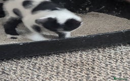 Mixed Breed cats for sale: Kitten - Image 6