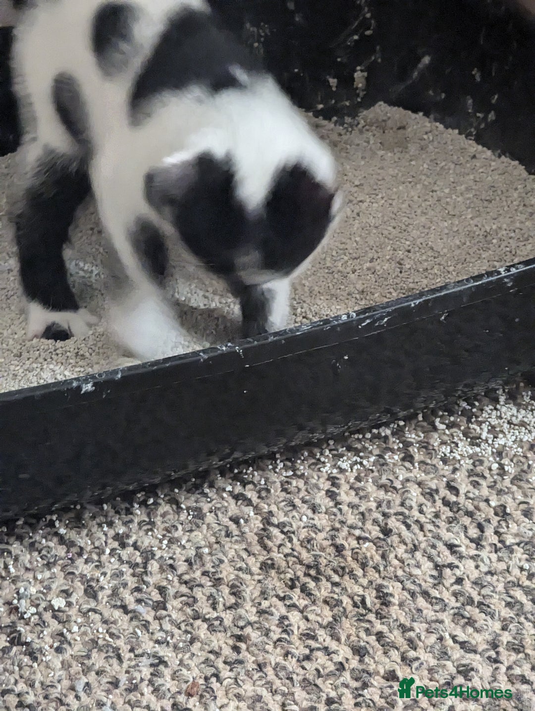 Mixed Breed cats for sale: Kitten - Image 6