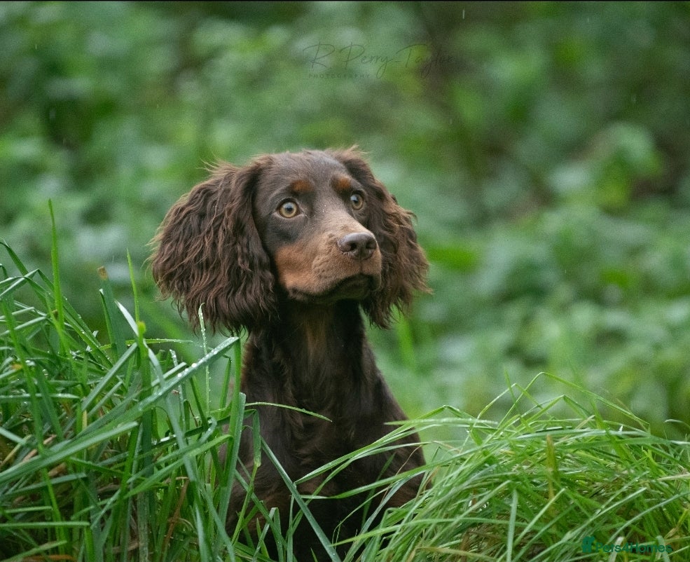 Cocker Spaniel dogs Eye-catching Health tested stud  - Advert 10