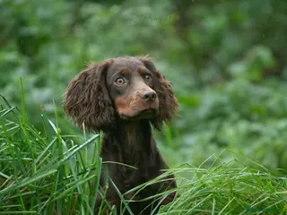 Cocker Spaniel dogs Eye-catching Health tested stud - Advert 10