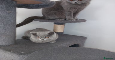 British Shorthair cats Championship Bloodline Blue BSH GCCF - Advert 3