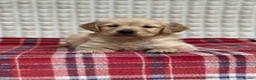 Golden Retriever dogs for sale: GORGEOUS GOLDEN RETRIEVER PUPPIES  in Carmarthen - Advert 34