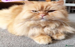 British Shorthair cats for sale: British short hair kittens.  - Image 7