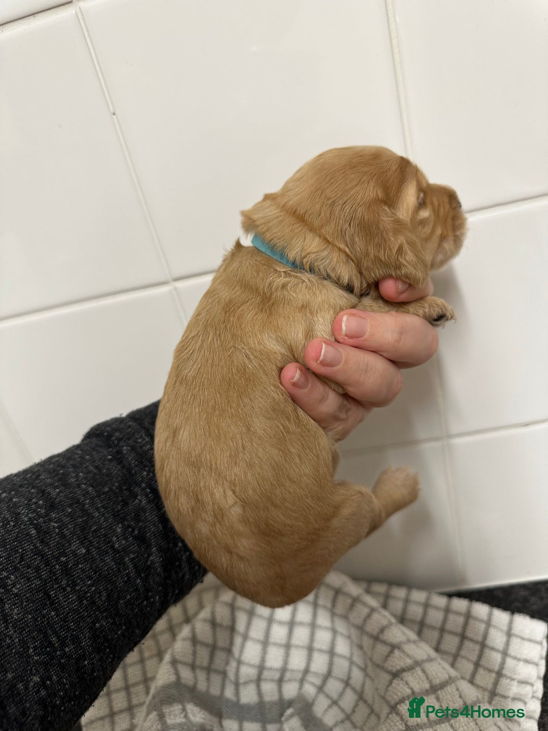 Cockapoo dogs for sale: Red & Apricot Cockapoo puppies  - Advert 33