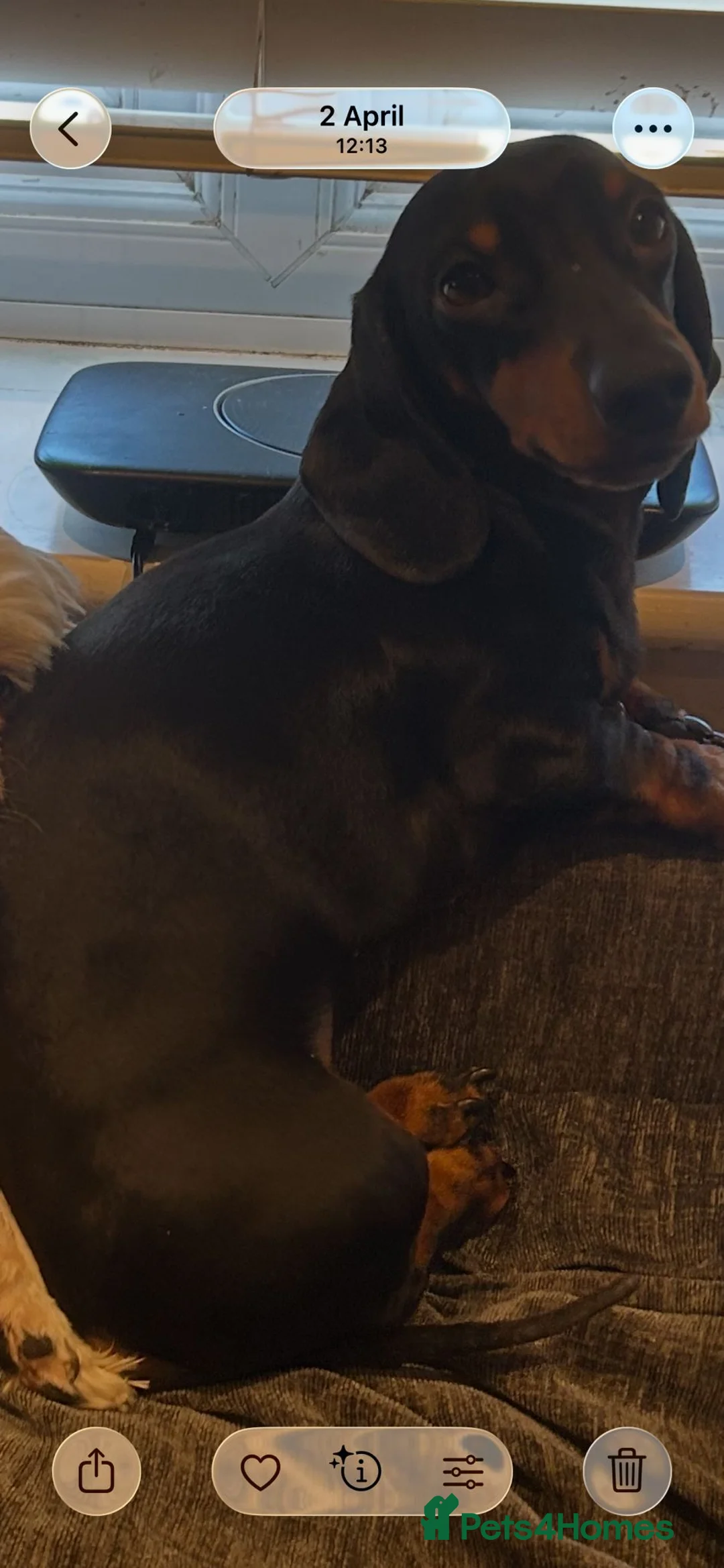 Dachshund dogs for sale: 2 Year Old Lincoln in Liverpool - Advert 2