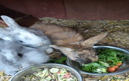 Mixed Breed rabbits for sale: Baby rabbits  - Advert 6