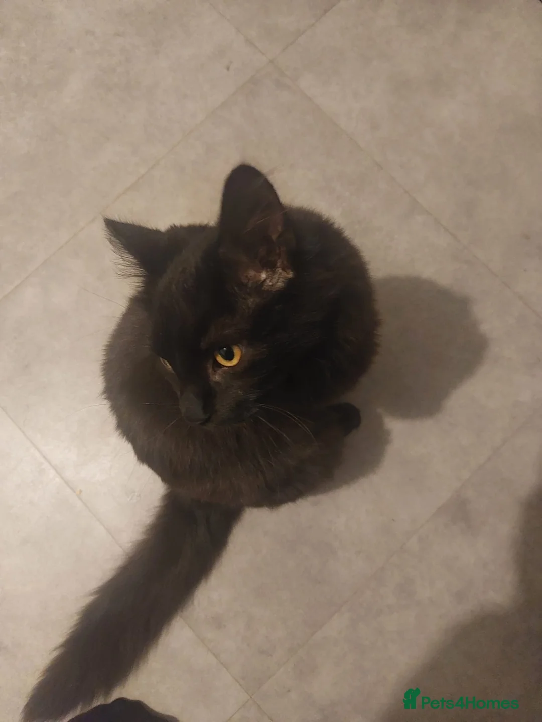 Mixed Breed cats for sale: Maine coon x male  - Advert 1