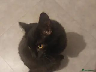 Mixed Breed cats Maine coon x male - Advert 4