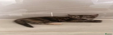 Maine Coon female 1