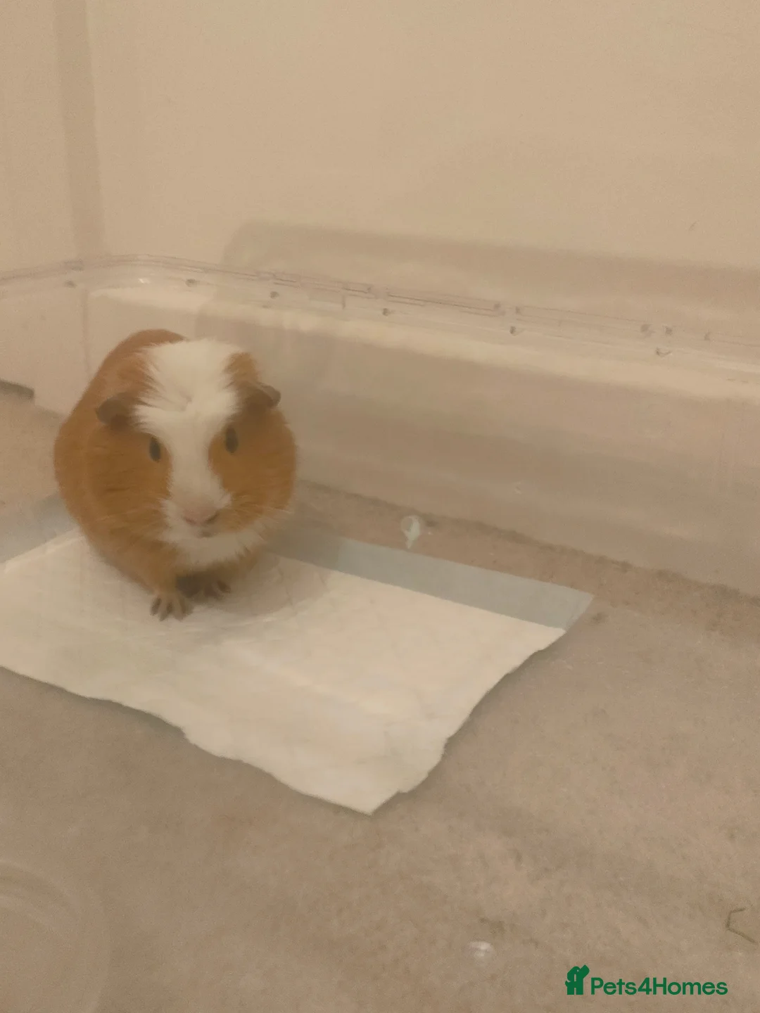 Guinea Pig rodents for sale: cute guinea pig for sale in London - Advert 2
