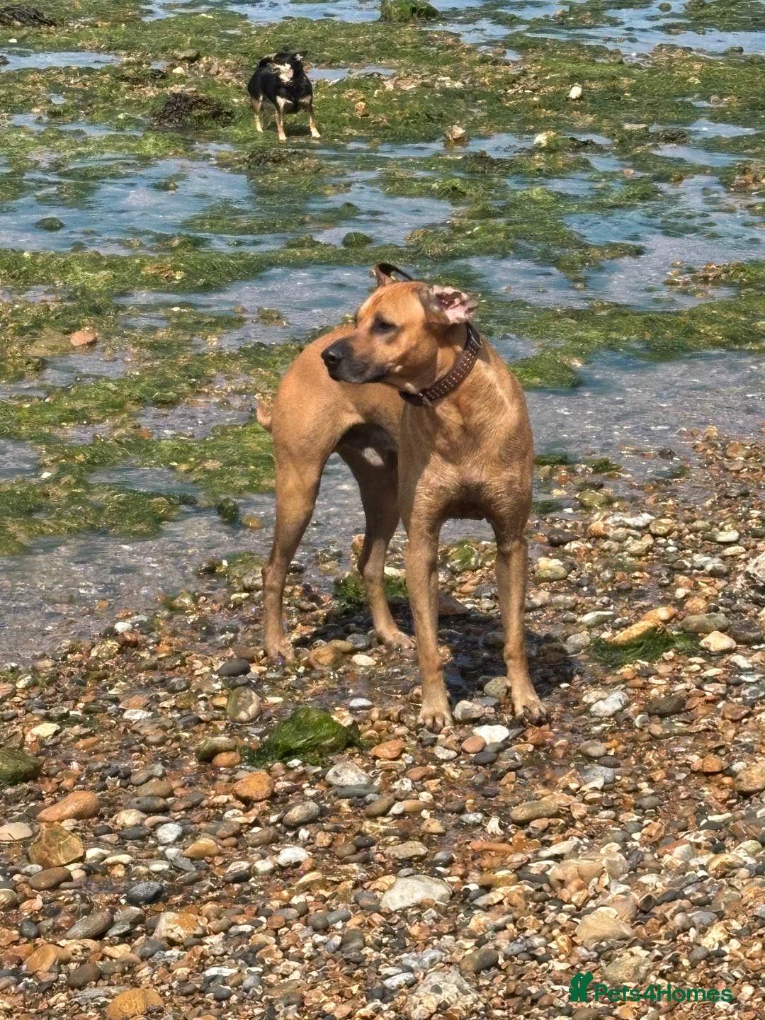 Rhodesian Ridgeback dogs for stud: Rhodesian Ridgeback - Advert 28