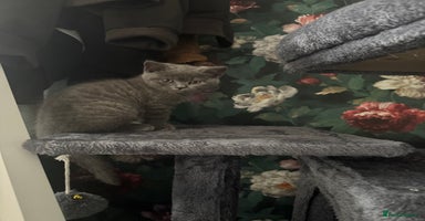 British Shorthair cats - Advert 15