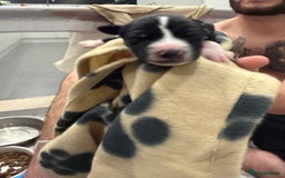 Borador dogs for sale: Border collie x lab puppies for sale  - Image 15