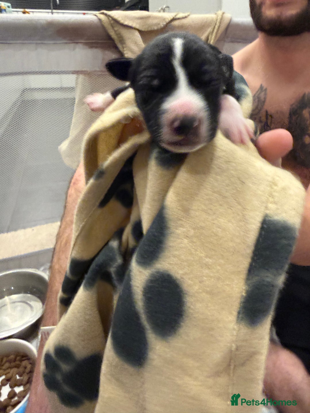 Borador dogs for sale: Border collie x lab puppies for sale  - Image 15