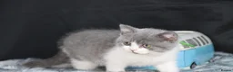 British Shorthair cats for sale: Tica registered British Shorthaired kittens - Advert 11