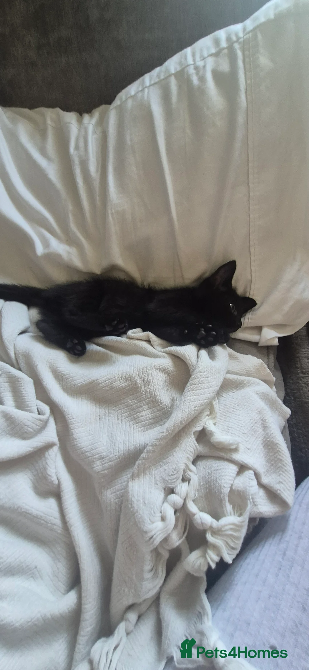 Bengal cats for sale: Cross bengal kittens £100 - Advert 2
