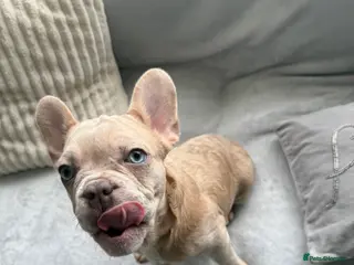 French Bulldog dogs LAST male French Bulldog Puppy - Advert 2