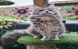 Maine Coon cats for sale: Stunning GCCF Maine Coon kittens  - Image 19