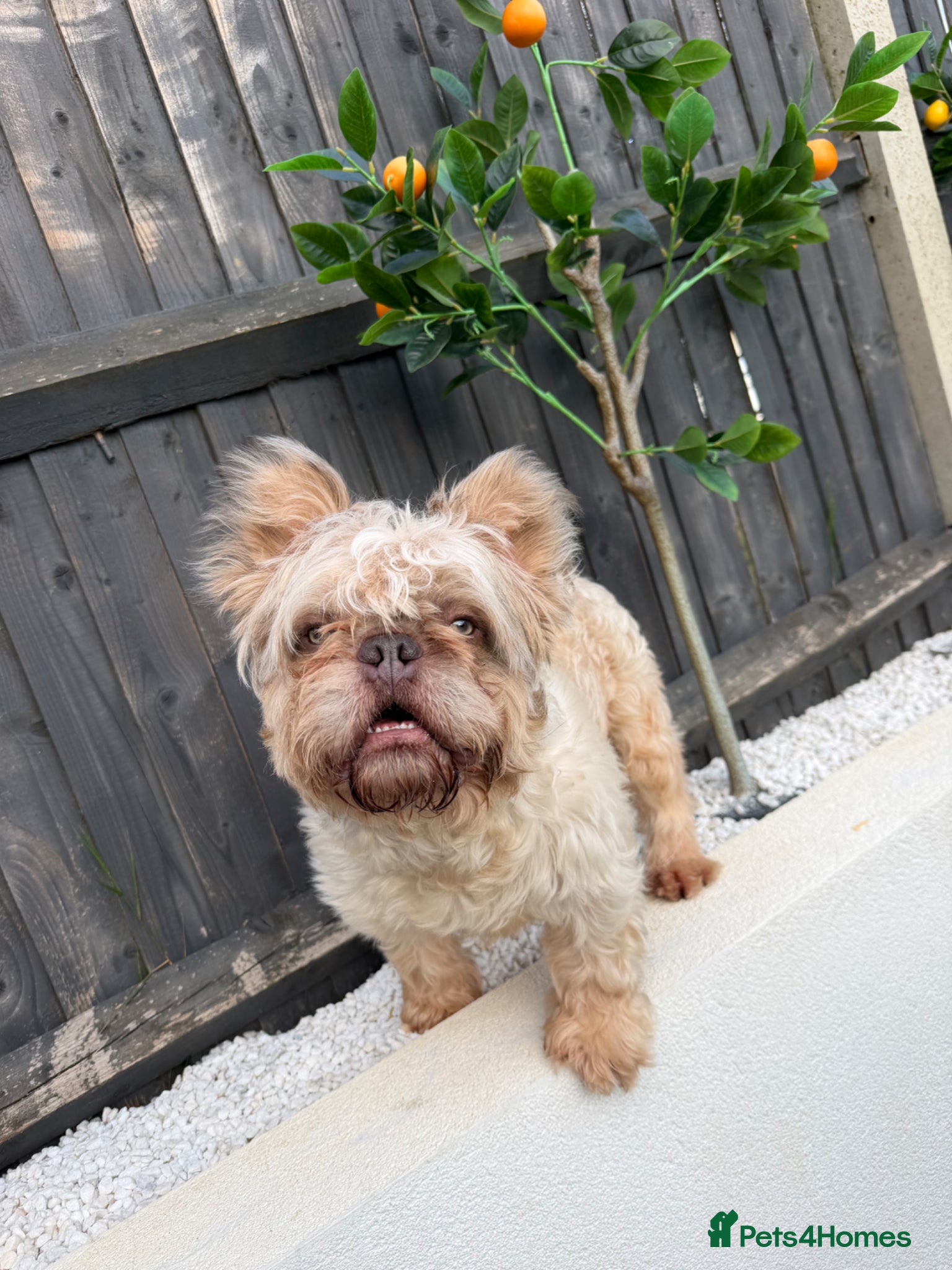 French Bulldog dogs MR NOODLES 🧸TEDDY BEAR FLOODLE COAT 🧥 FRENCHIE  - Advert 20