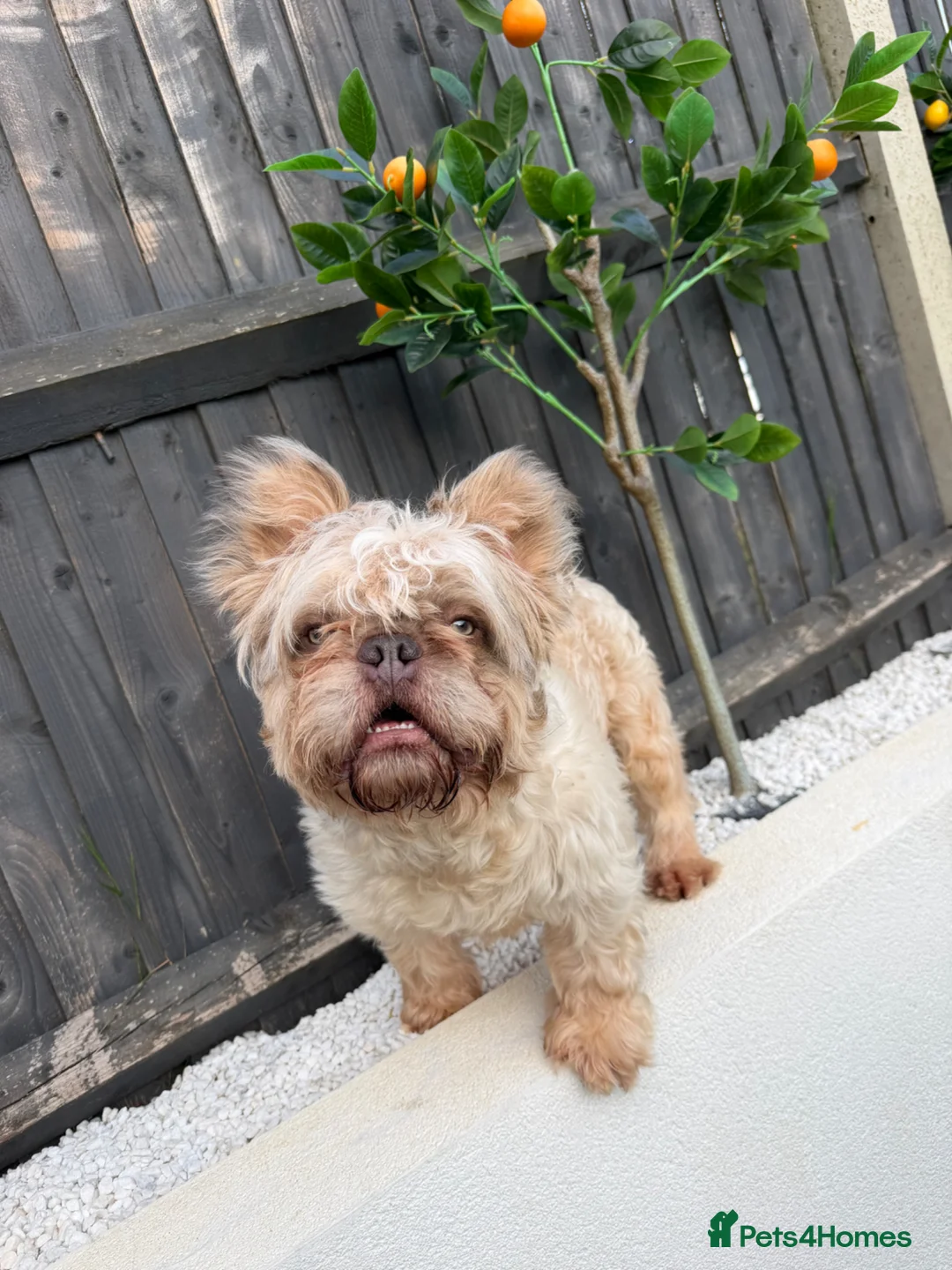 French Bulldog dogs for stud: MR NOODLES 🧸TEDDY BEAR FLOODLE COAT 🧥 FRENCHIE  - Advert 1