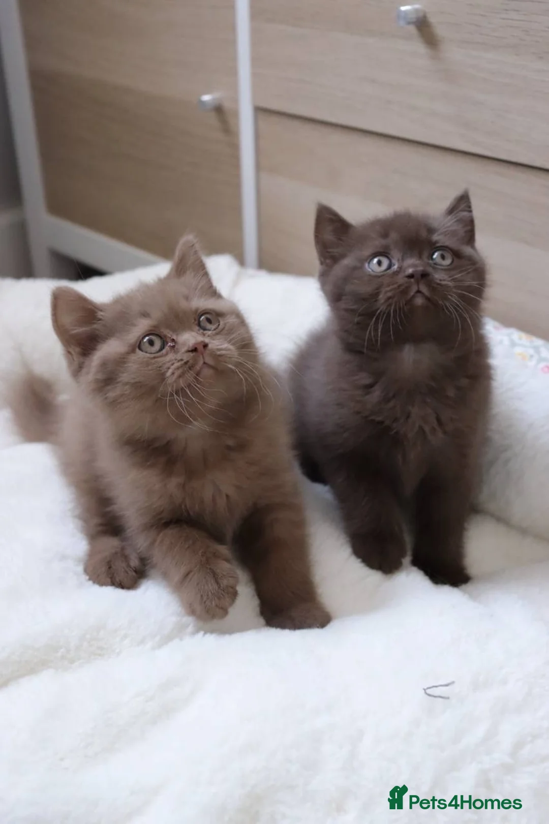 British Shorthair cats for sale: Chocolate Champion bloodline BSH - Advert 1