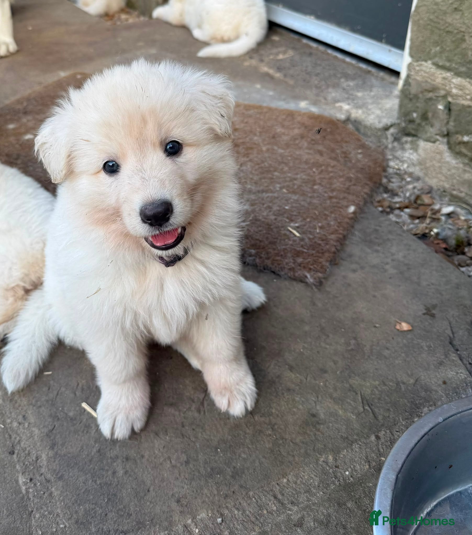 German Shepherd dogs Outstanding KC White long haired GSD pups  - Advert 2