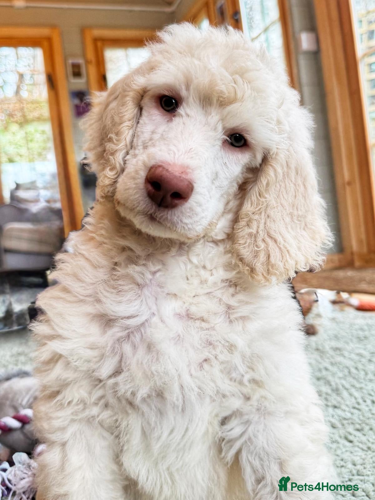 Standard Poodle dogs Stunning KC reg standard poodles  - Advert 11