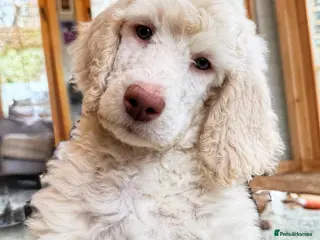 Standard Poodle dogs Stunning KC reg standard poodles - Advert 11