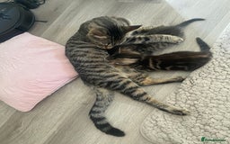 Mixed Breed cats for sale: Sweet Little Kittens Searching for Forever Home - Image 19