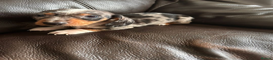 Miniature Dachshund Puppy 3