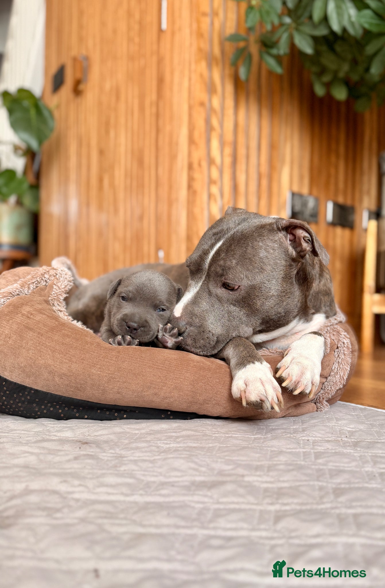 Staffordshire Bull Terrier dogs for sale: Beautiful Blue Staffordshire Bull Terrier Puppy - Advert 6
