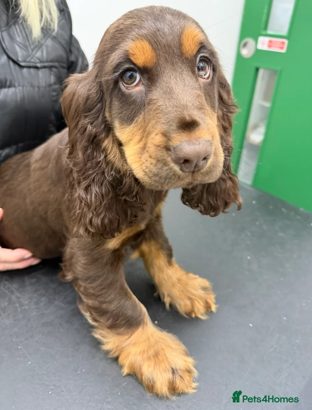 Cocker Spaniel dogs for sale: One male and 1 female show cocker spaniel pup - Advert 10
