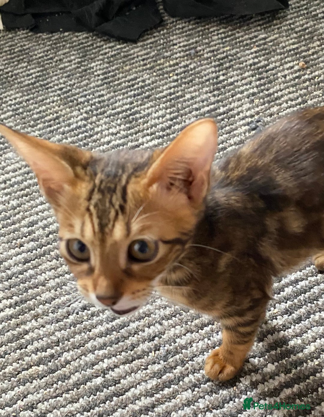 Chausie cats for sale: Savannah x Chausies - Image 22