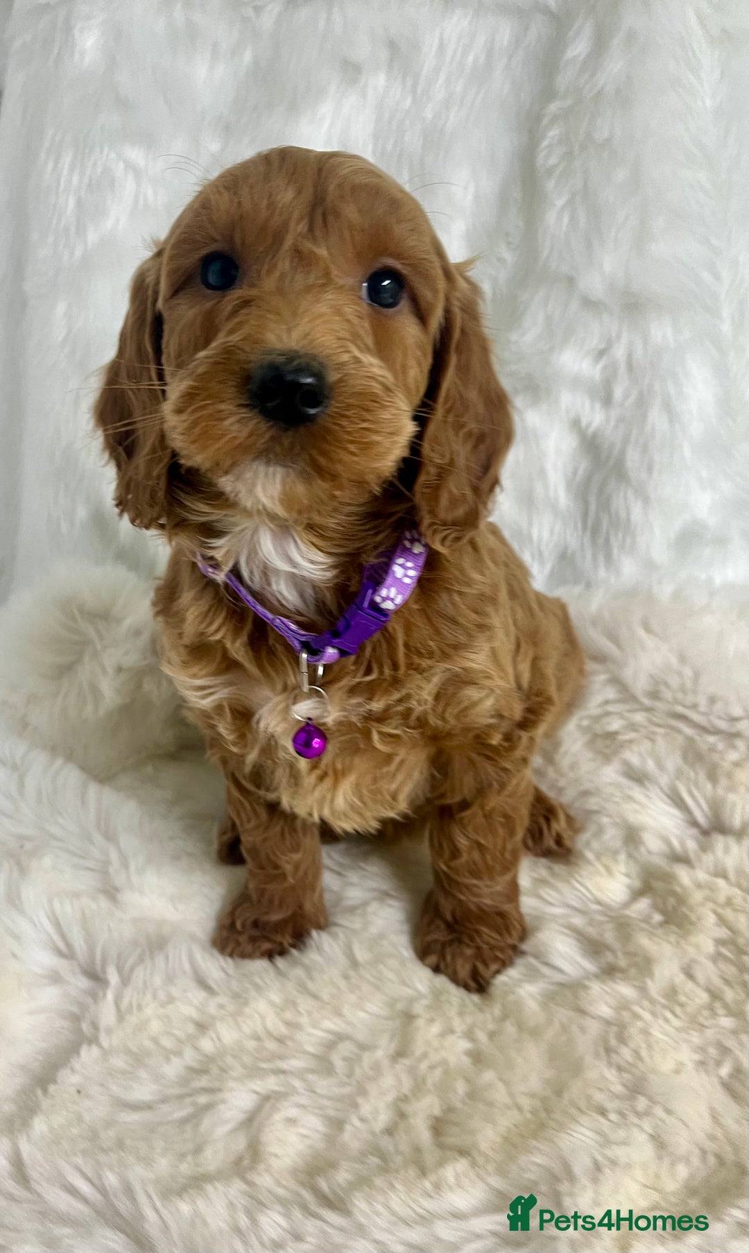 Goldendoodle dogs for sale: Outstanding quality fully tested Goldendoodle pups - Advert 4